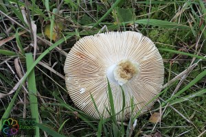 Russula heterophylla (2) (1200 x 800).jpg_product_product_product